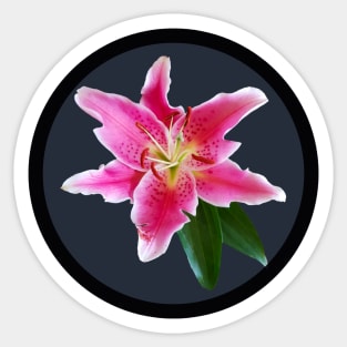 Pink Stargazer Lily Flower Circle Frame Sticker